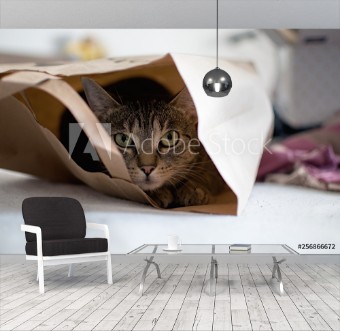 Picture of Cat in paper bag